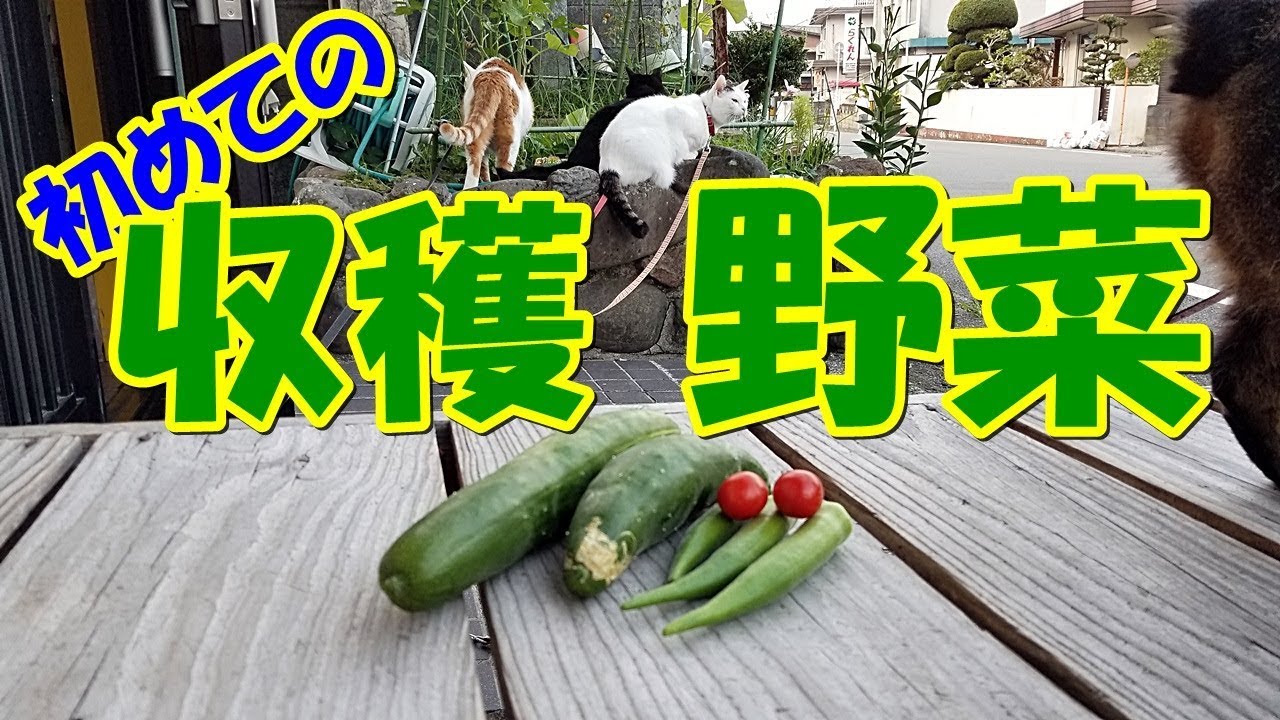【家庭菜園】初めての収穫野菜ー美味しいな♪ 【Family Vegetable Garden】 First time harvest vegetables – Delicious ♪