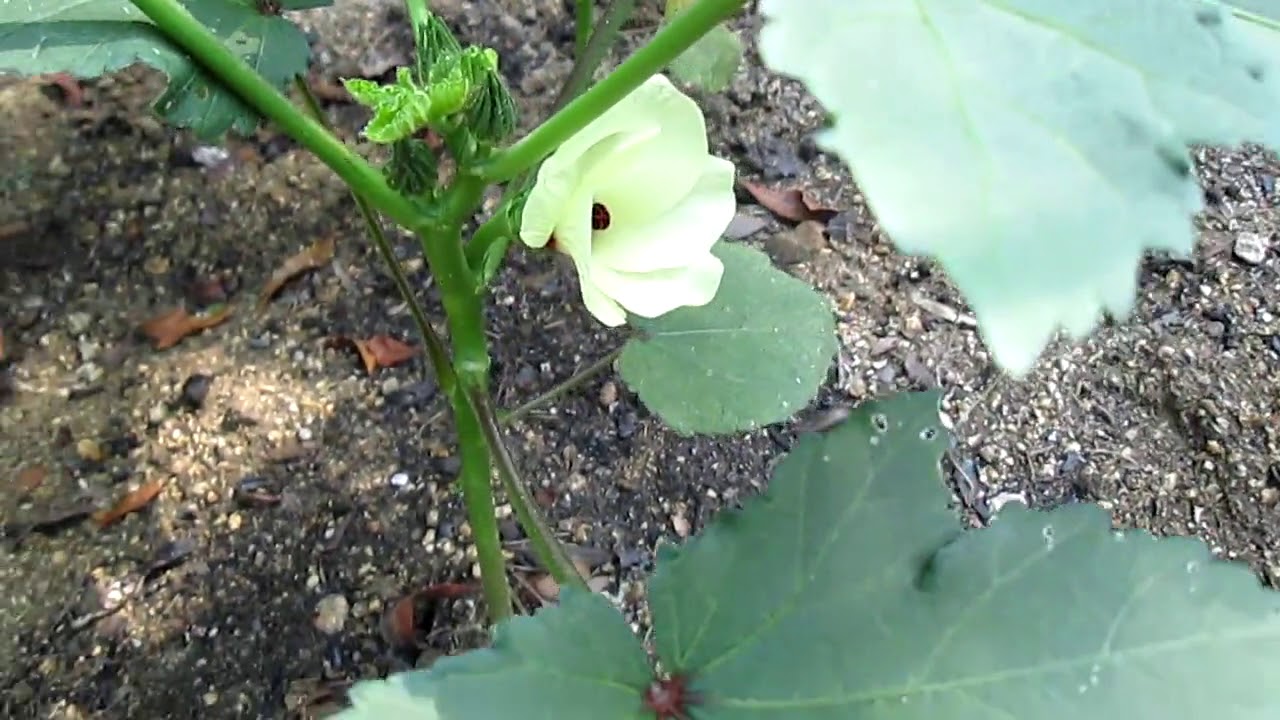 【家庭菜園】オクラの花