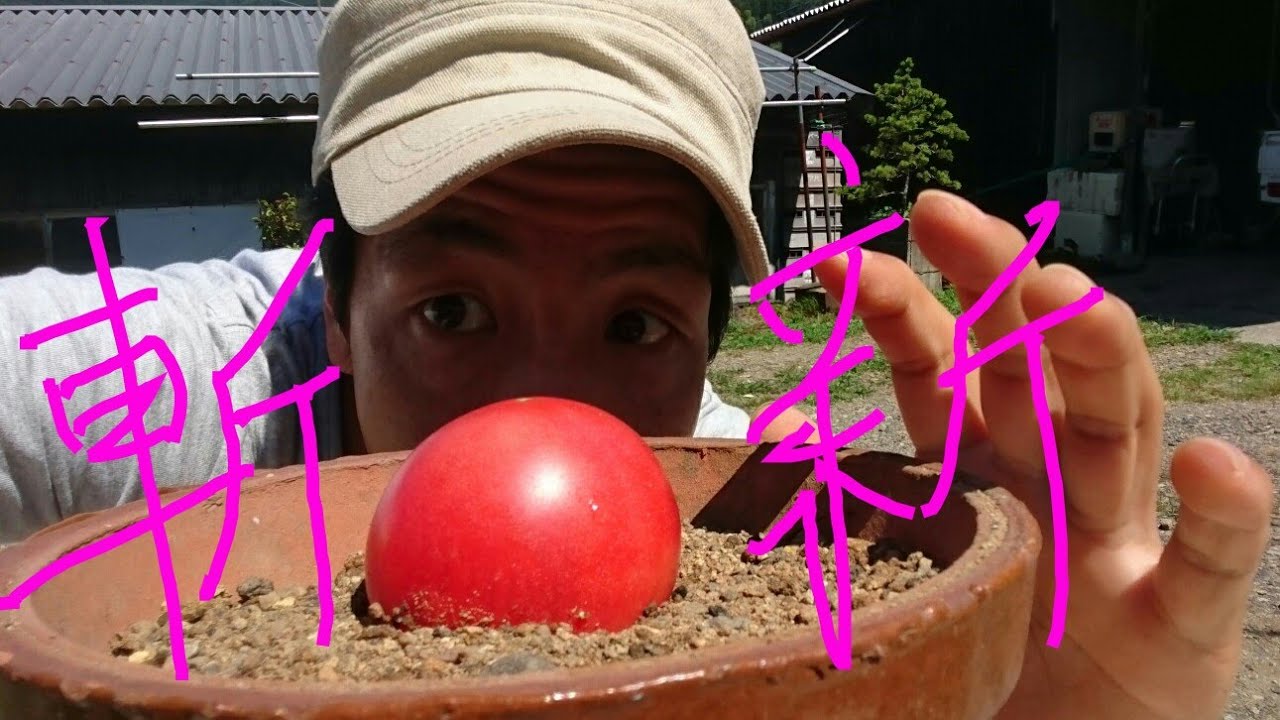 【家庭菜園】トマト丸ごと植える方法とトマトの挿し木の方法【Family Garden】 Method of planting whole tomatoes and cutting method of