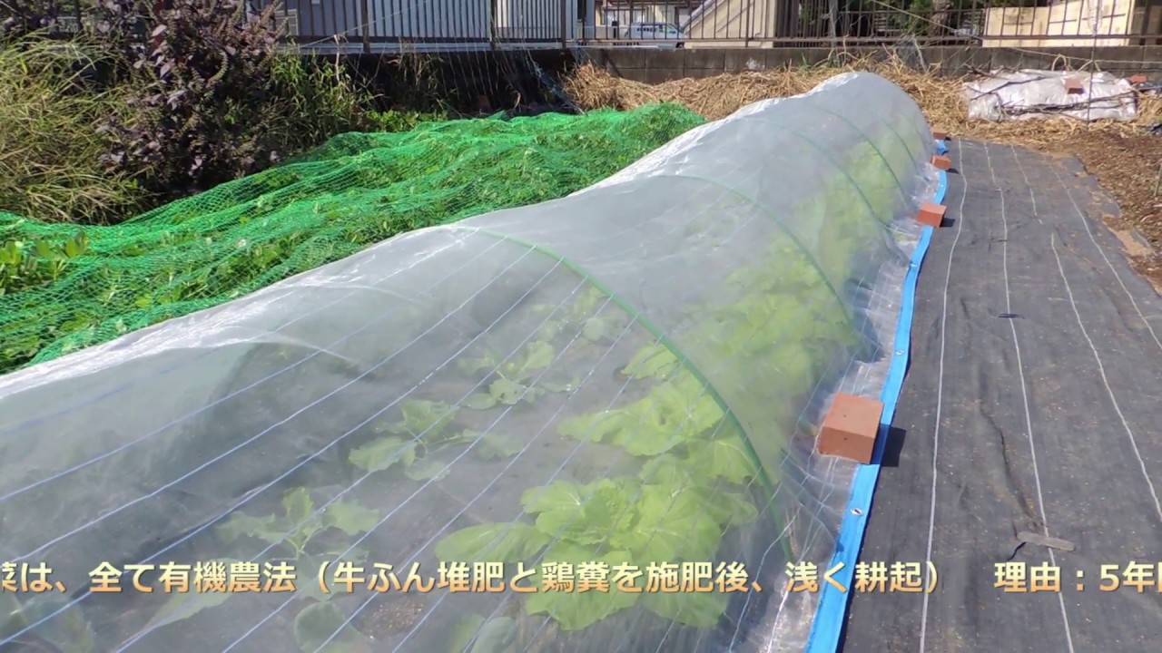 家庭菜園＜秋冬野菜は有機栽培へ。不耕起・無肥料・無農薬の夏野菜も収穫中＞２０１８年９月２８日