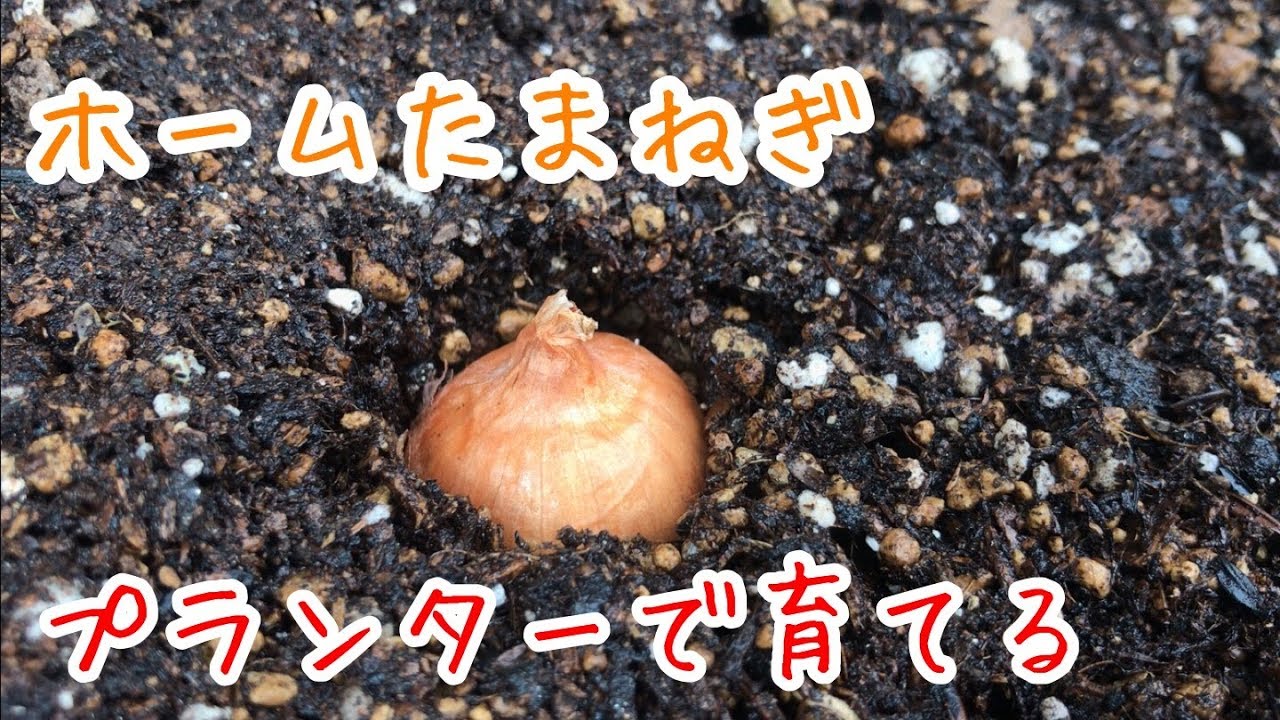 ホームたまねぎ 植えつけ  プランターで育てる『家庭菜園だより』onion