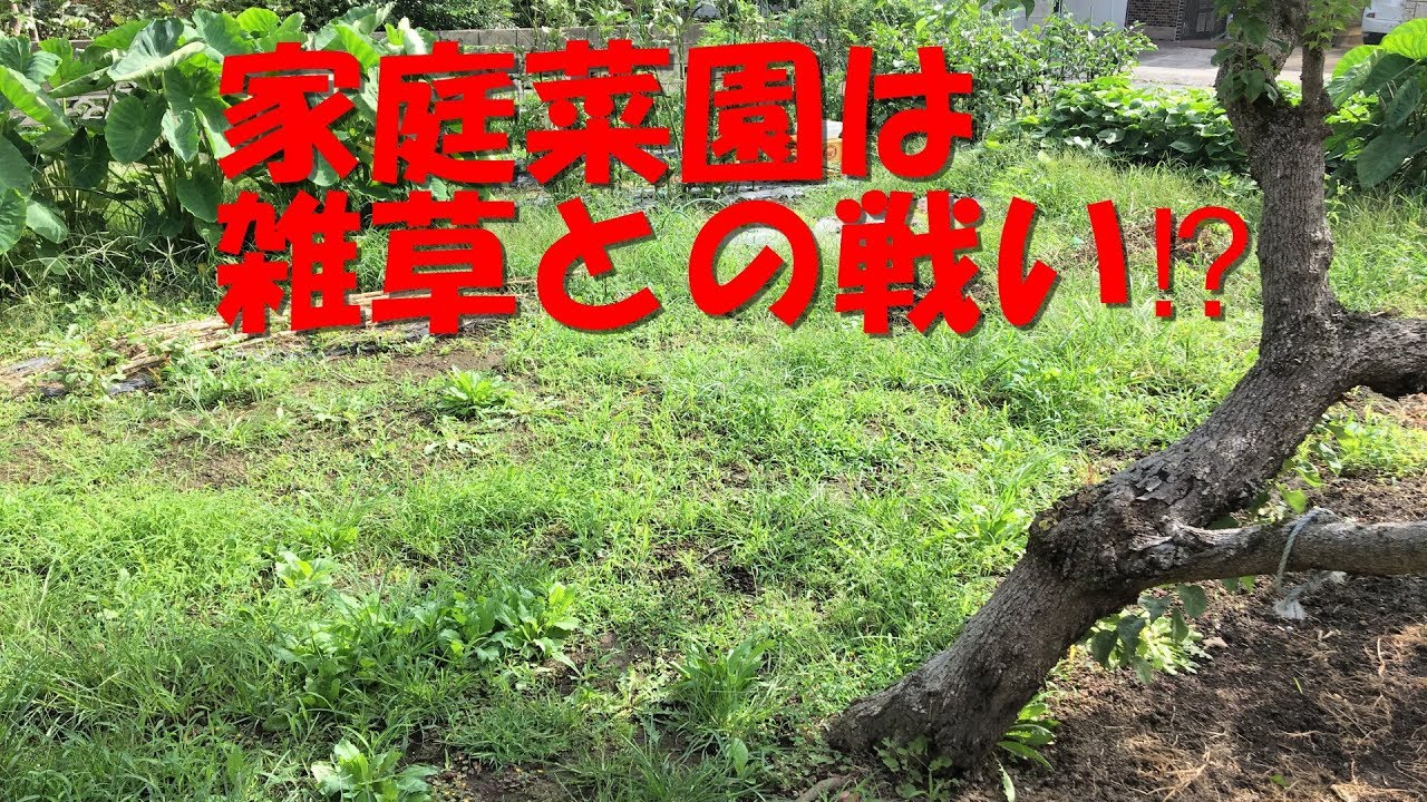 家庭菜園は雑草との戦い⁉️