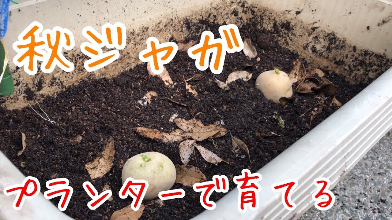 秋ジャガ プランターで育てる『家庭菜園だより』potato