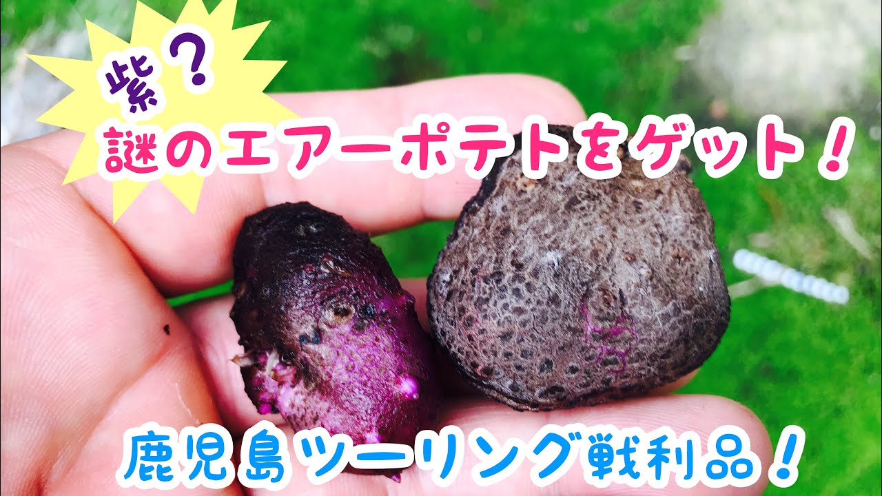 動画で家庭菜園『宇宙イモ！紫？謎のエアーポテトをゲット！…鹿児島ツーリング戦利品！』H30.9.15