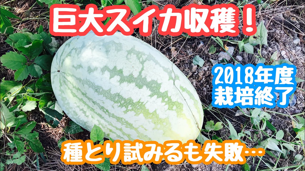 動画で家庭菜園『めざせ100kg？巨大スイカ収穫！種とり試みるも失敗…2018年度の栽培は終了です(*´-`)』H30.9.28