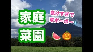 【家庭菜園】スイカとかぼちゃはどうなった？実れば優勝ファイターズ🏆