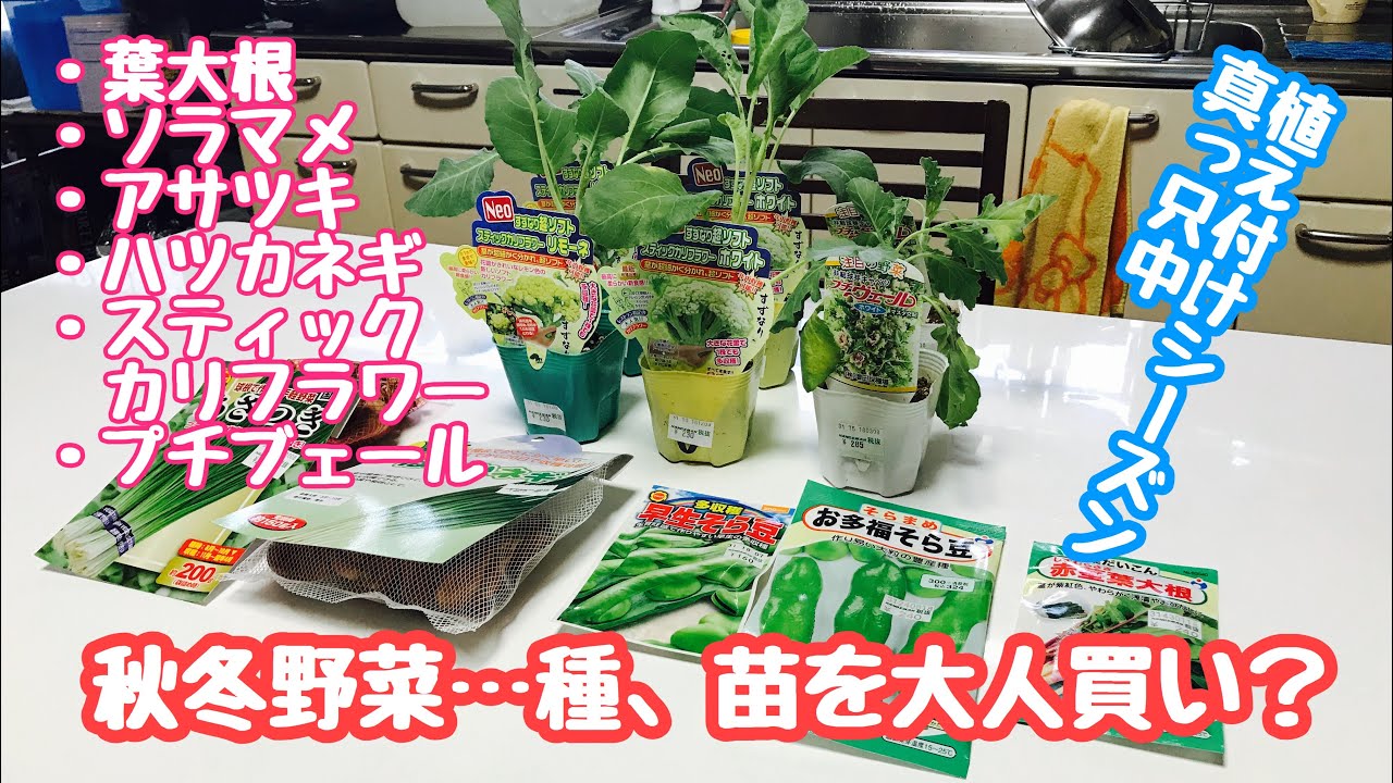 動画で家庭菜園『秋冬野菜…種、苗を大人買い？植え付けシーズン真っ只中！』H30.9.21