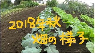 家庭菜園　2018年秋　畑の様子