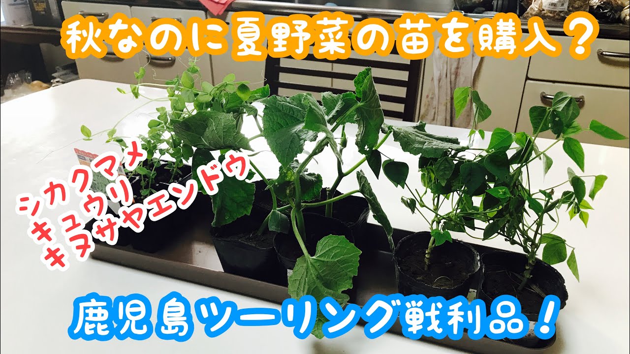 動画で家庭菜園『秋なのに夏野菜の苗を購入？鹿児島ツーリング戦利品！シカクマメ、キュウリ、キヌサヤエンドウ』H30.9.16