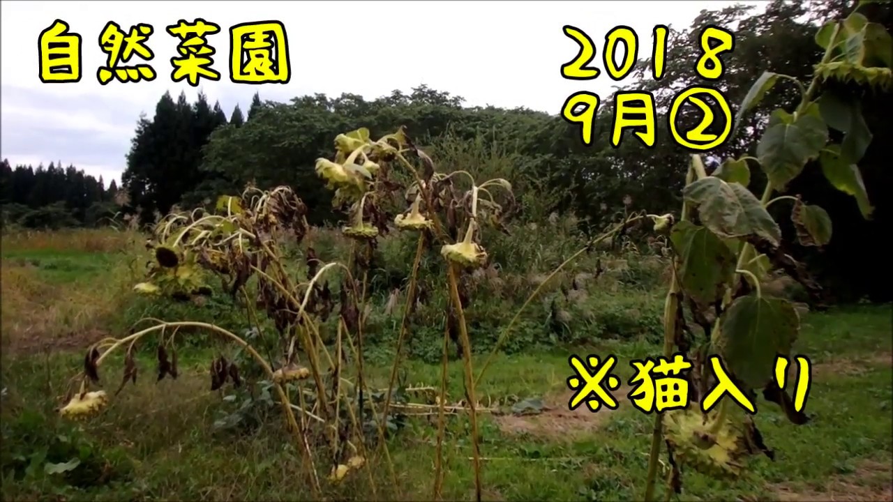 【家庭菜園】猫入り自然菜園2018　９月②