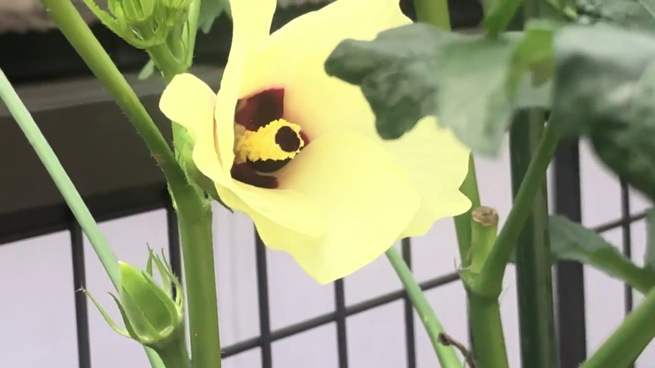 家庭菜園に綺麗な花（菜園は初夏の様に緑が一杯です）