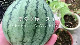 ベランダ菜園のスイカを食べてみました Watermelon from Kitchen Garden