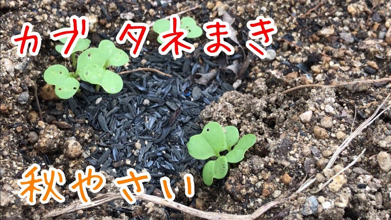 カブ タネまき 『家庭菜園だより』turnip