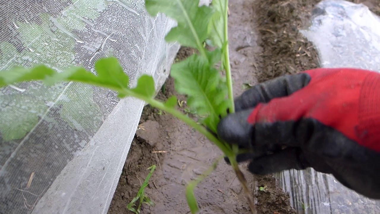 【家庭菜園】大根まびき