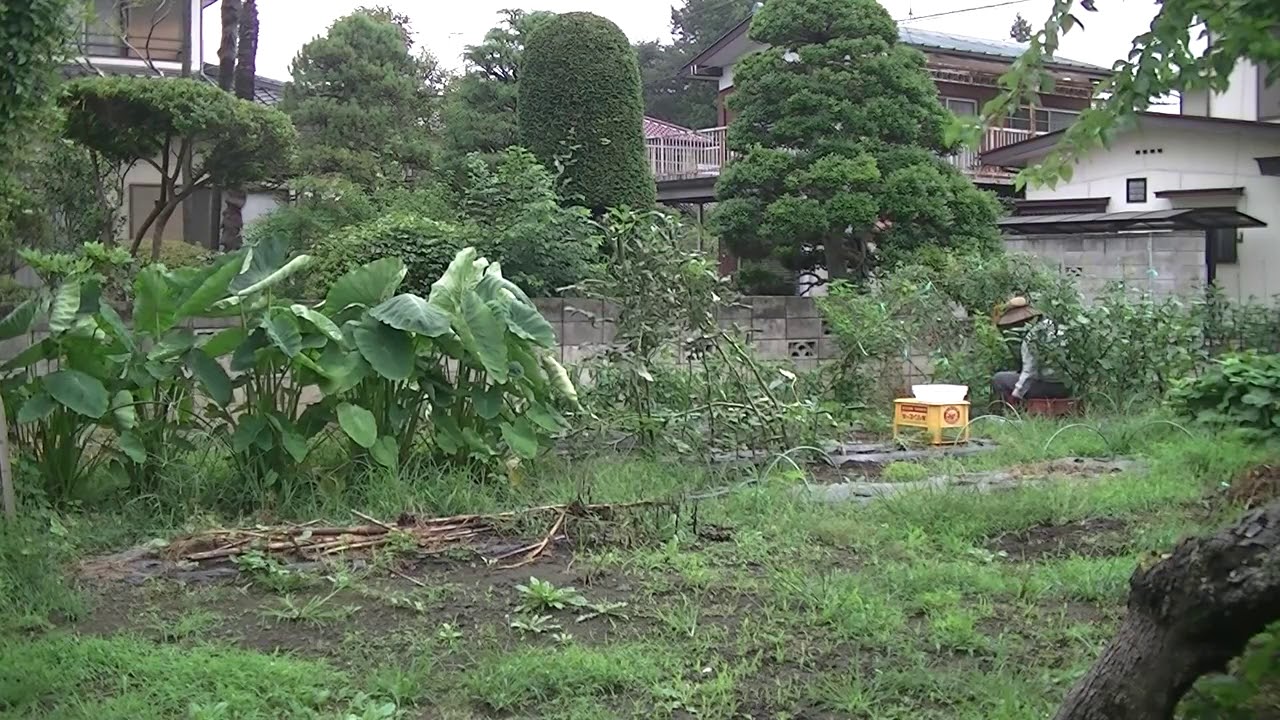 007_ゆたか菜園_20180909