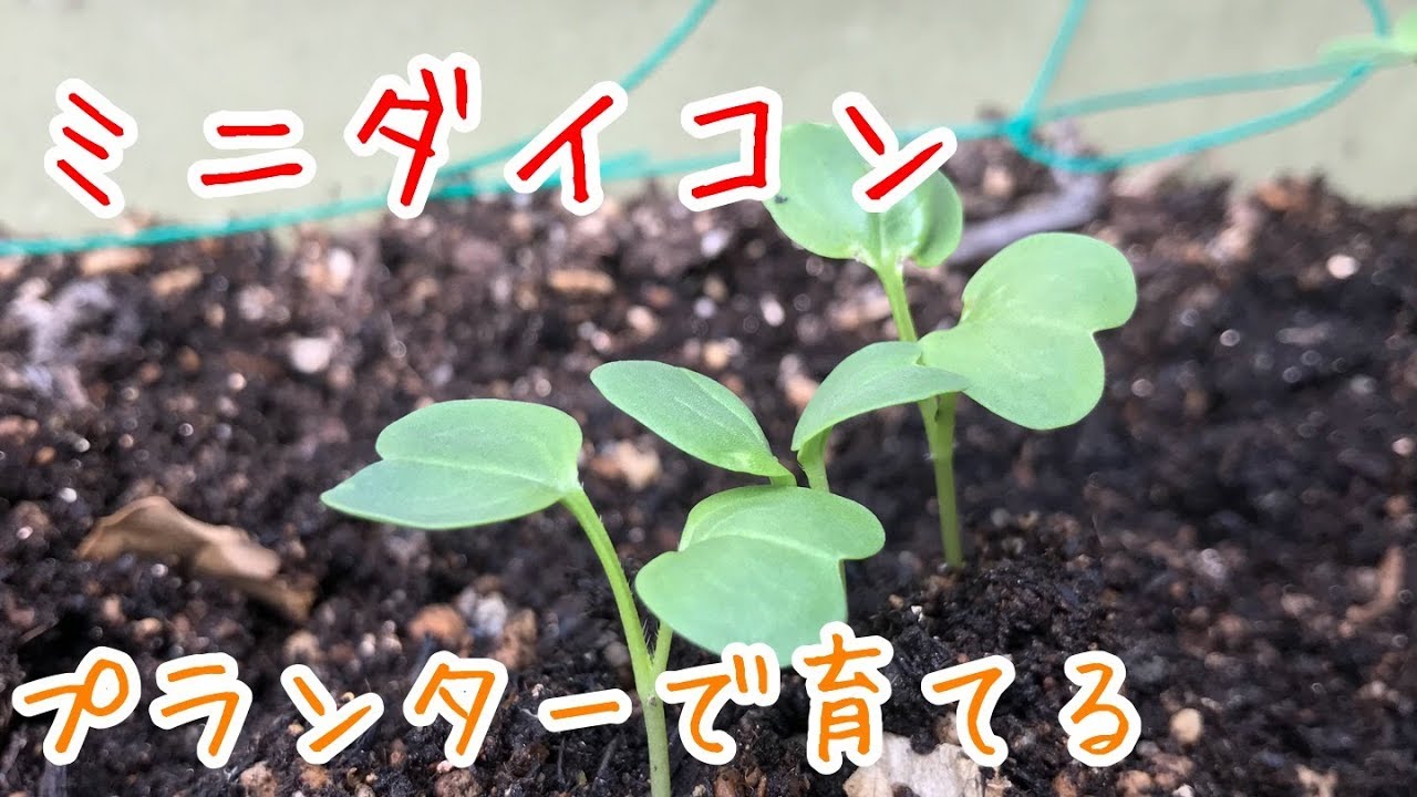 ミニダイコン プランターで育てる『家庭菜園だより』japanese white radish