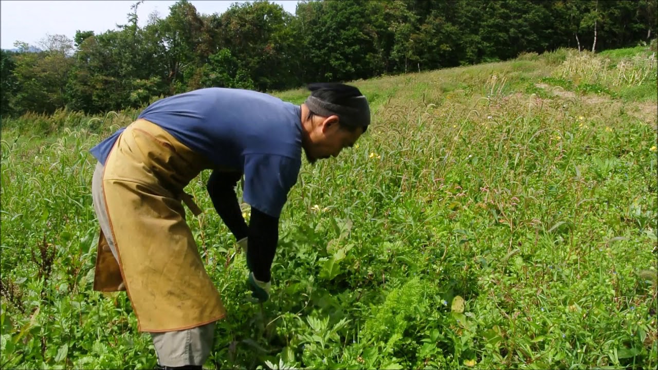 サンタのトコロ　家庭菜園の人参収穫