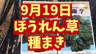 ほうれん草種まき・家庭菜園・農業玉ねぎ種まき終わったら葉物野菜種まき