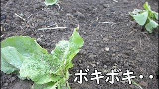 【家庭菜園】24号後