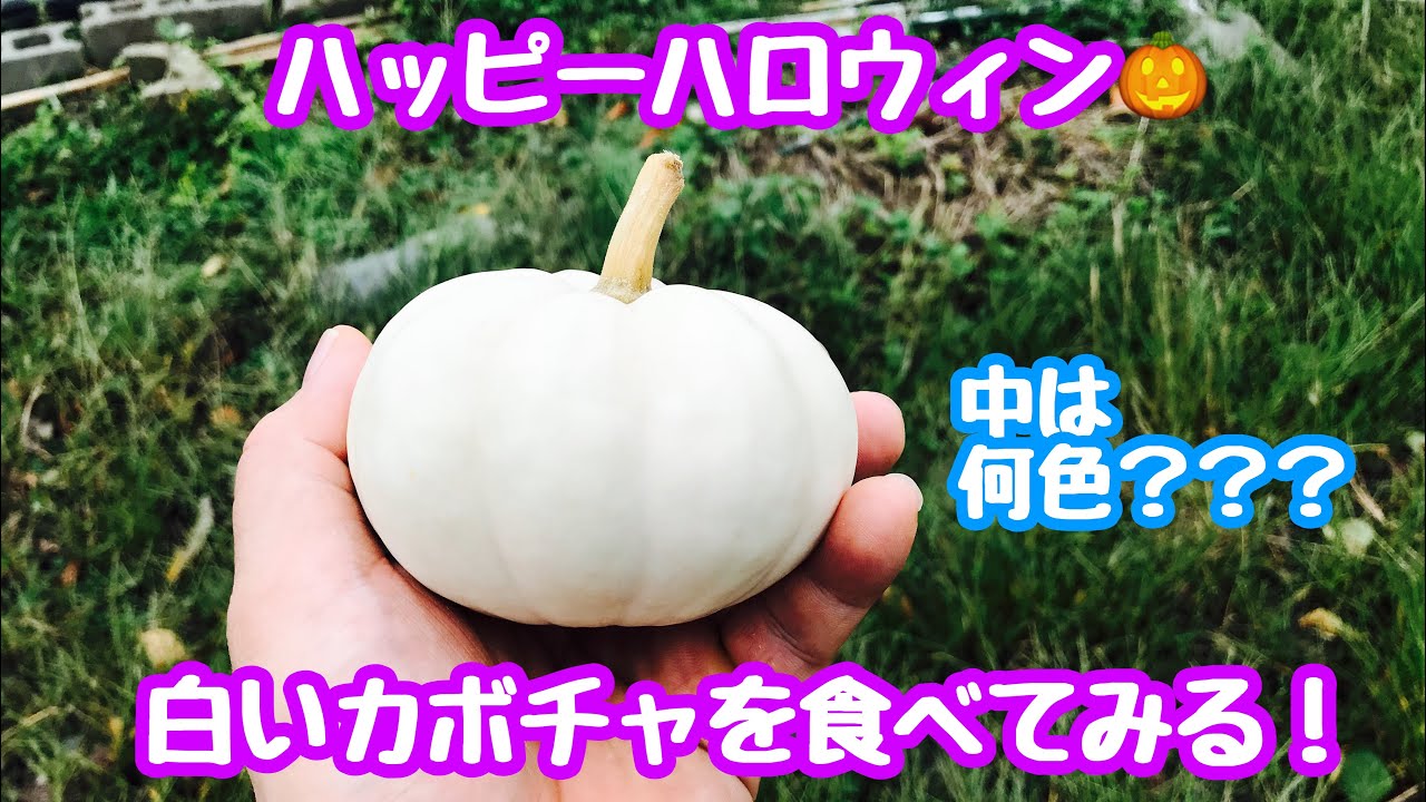 動画で家庭菜園『ハッピーハロウィン！白いカボチャを食べてみる！』H30.10.4