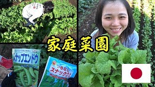【家庭菜園】種をまいて収穫するベトナム人ママVlog