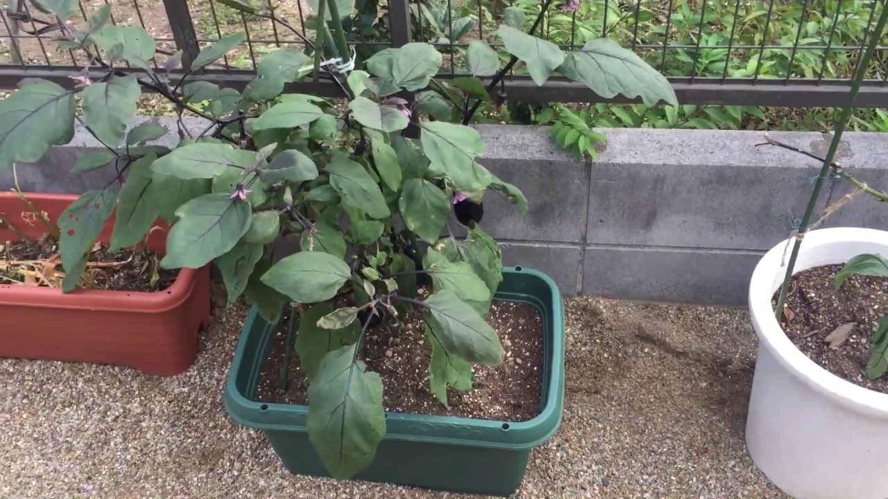 家庭菜園秋茄子の成長状況報告