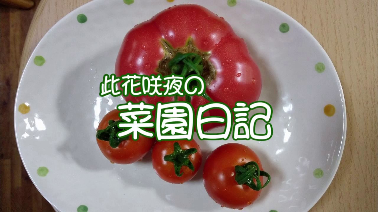 【家庭菜園 #29】20181005　秋野菜編