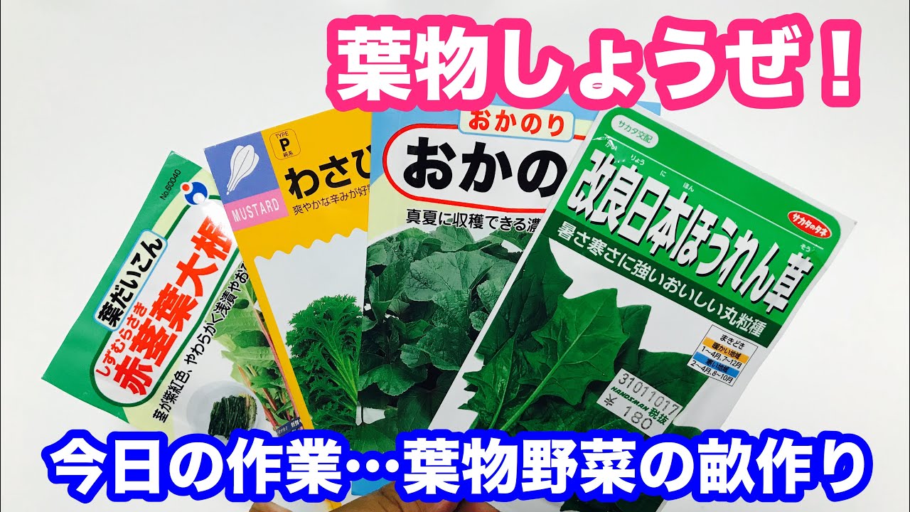 動画で家庭菜園『葉物しょうぜ！ 今日の作業…葉物野菜の畝作り』H30.10.31