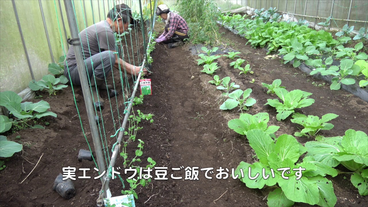 菜園だより181026焼き芋・エンドウ・剪定