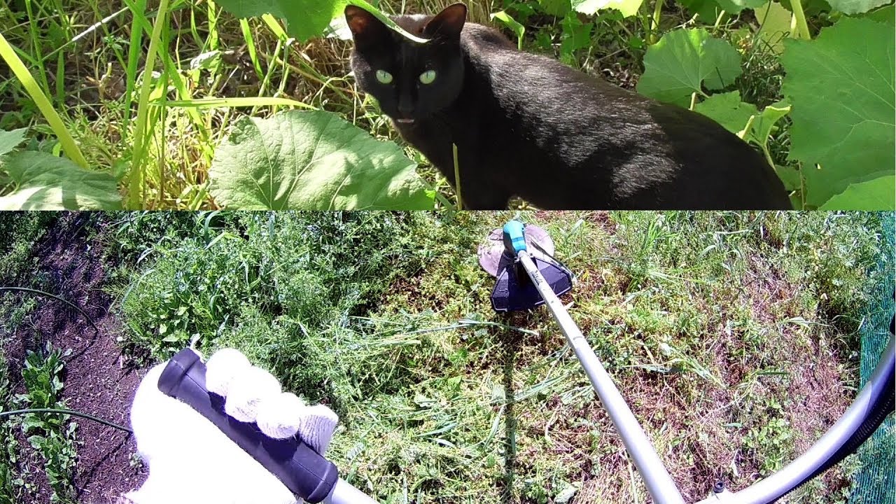 【猫の親子】草刈りが終わった家庭菜園で遊ぶ猫達　cat family