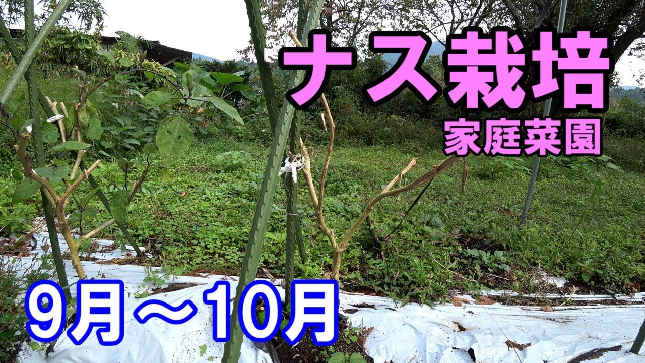 ナス栽培/9月から10月までの様子/家庭菜園2018年