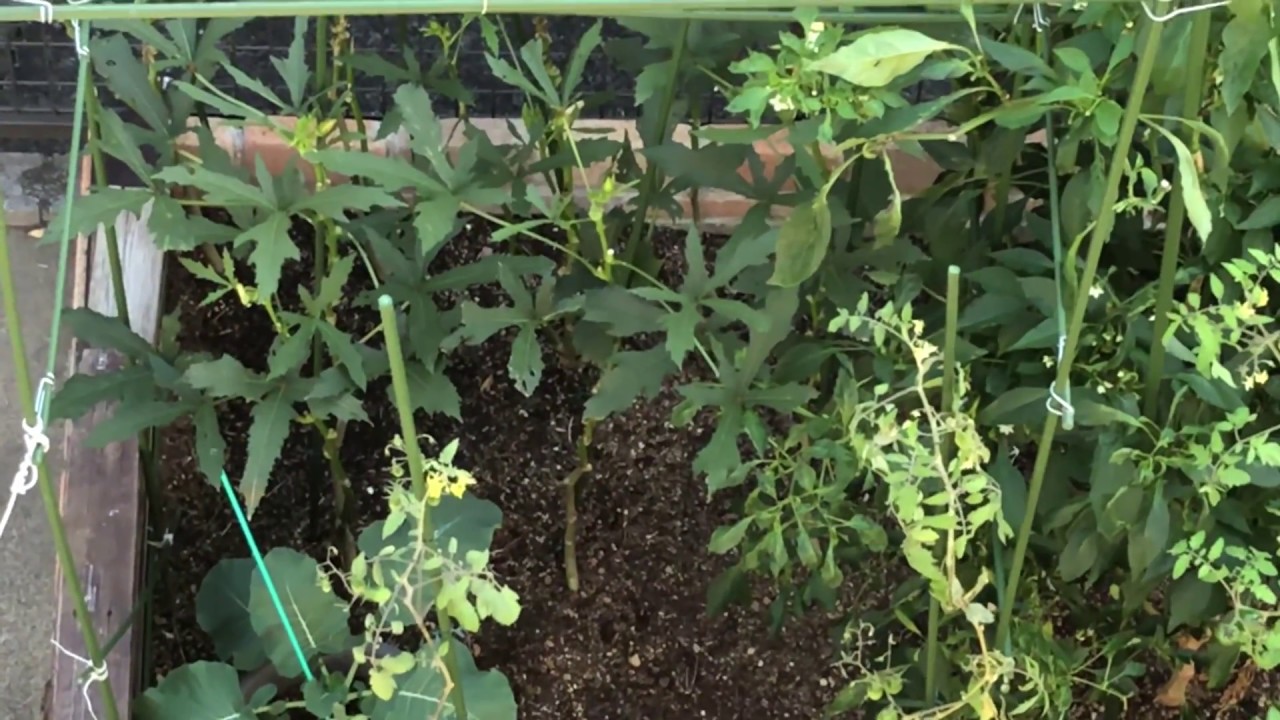 上から見たミツジの家庭菜園