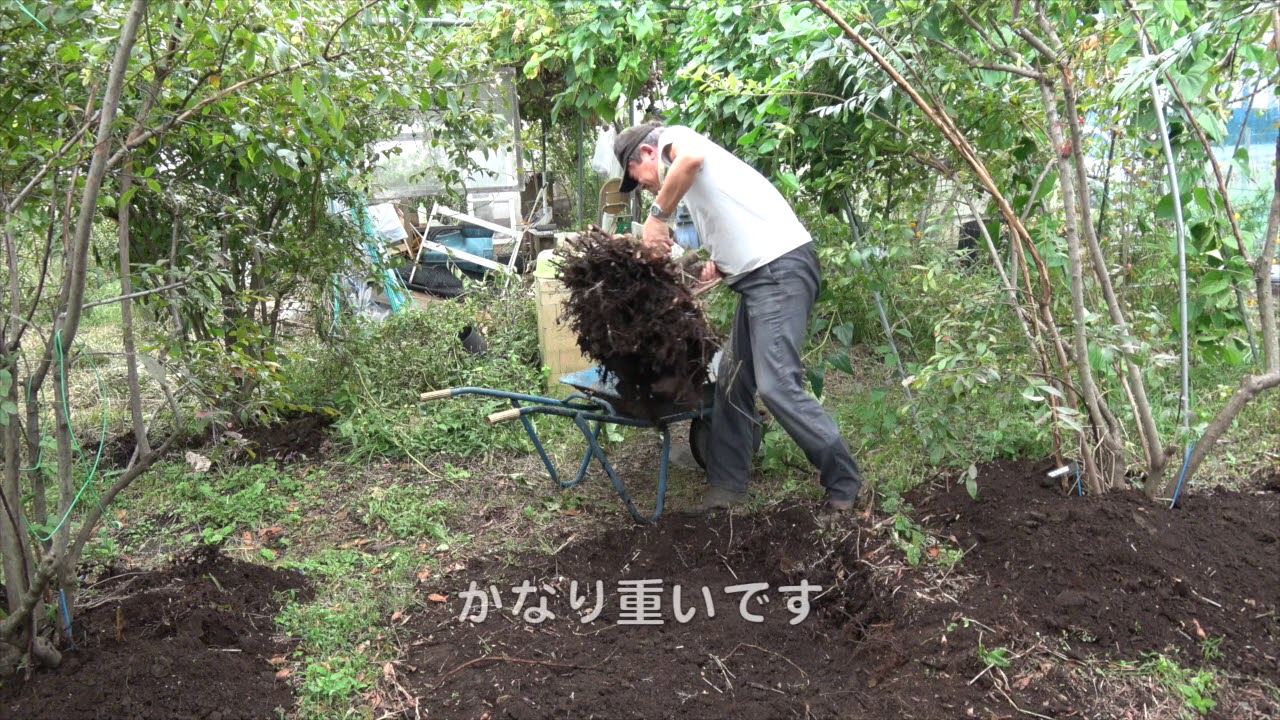 菜園だより181005菜っ葉収穫・間伐株移植