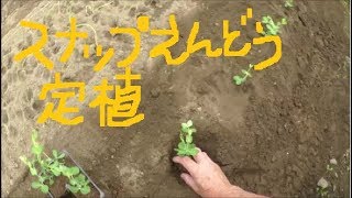 家庭菜園　2018年10月　スナップえんどう苗定植