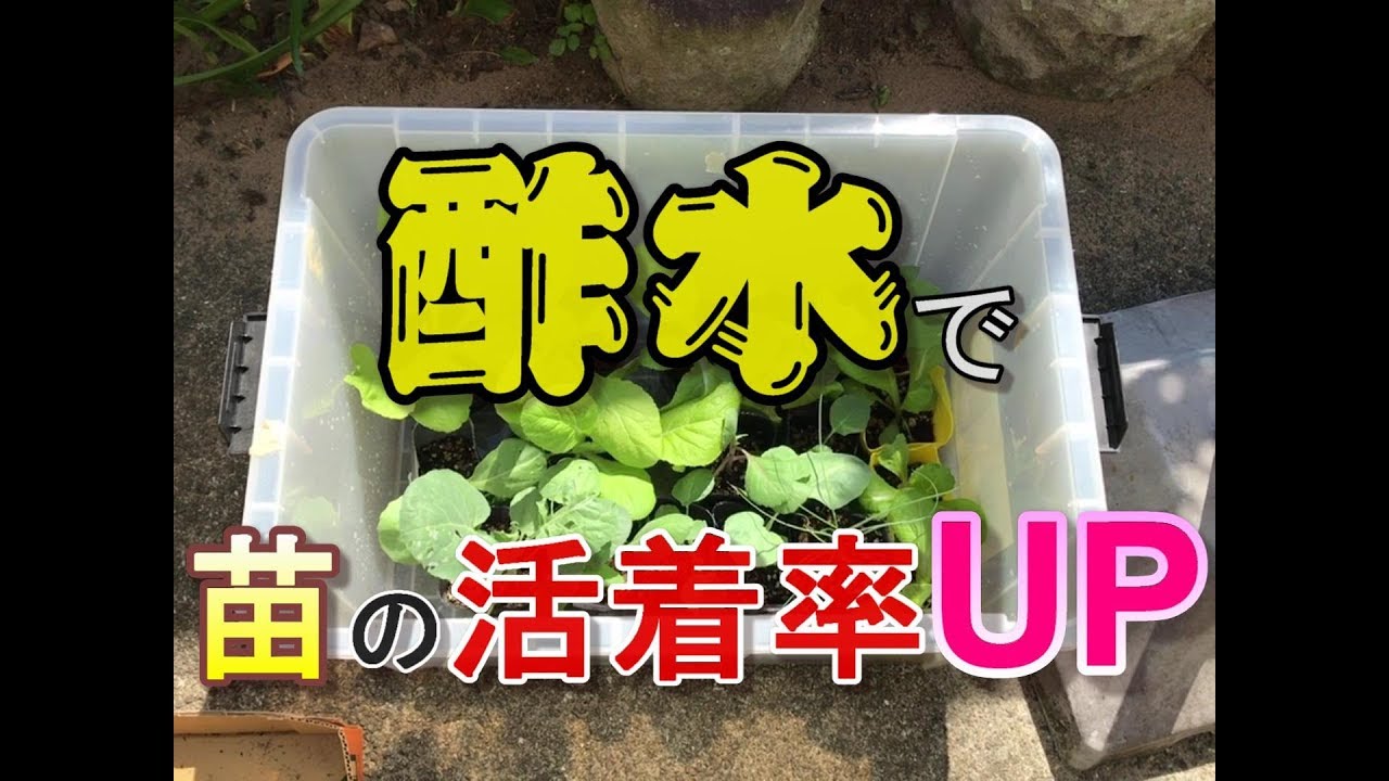 【苗の活着率ＵＰ⤴】簡単酢水の作り方　家庭菜園