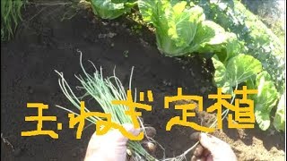 家庭菜園　2018年10月　玉ねぎ苗の定植