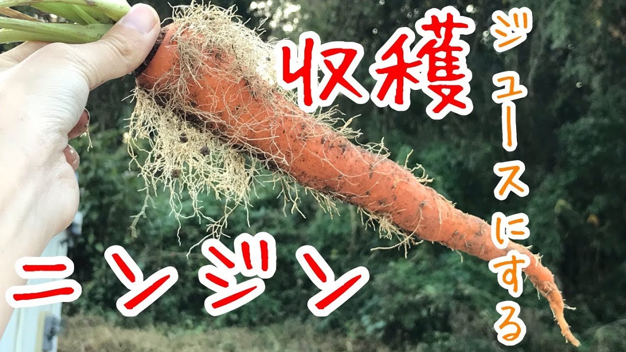 ニンジン 収穫 『家庭菜園だより』carrots harvest