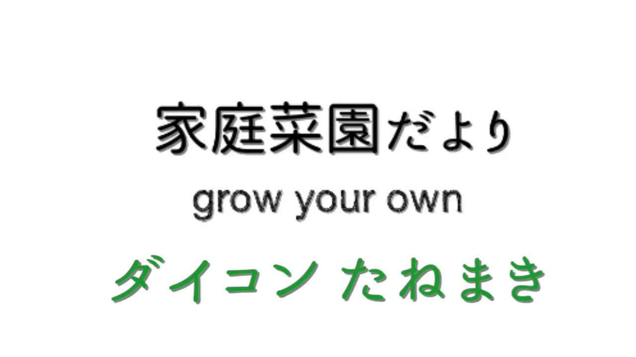 ダイコン たねまき 『家庭菜園だより』japanese radish