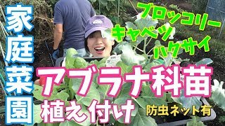 【家庭菜園】アブラナ科野菜3種植え付け〜♫防虫ネットもかけたよ！