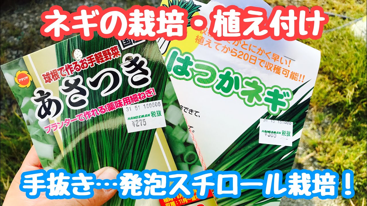 動画で家庭菜園『ネギの栽培・植え付け…手抜き…発泡スチロール栽培！』H30.10.1