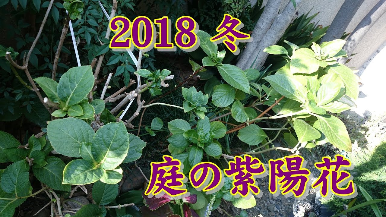 【家庭菜園】2018冬 庭の様子 紫陽花