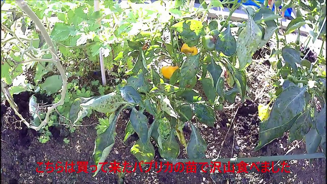 「家庭菜園」猛暑を乗り越えた野菜たち