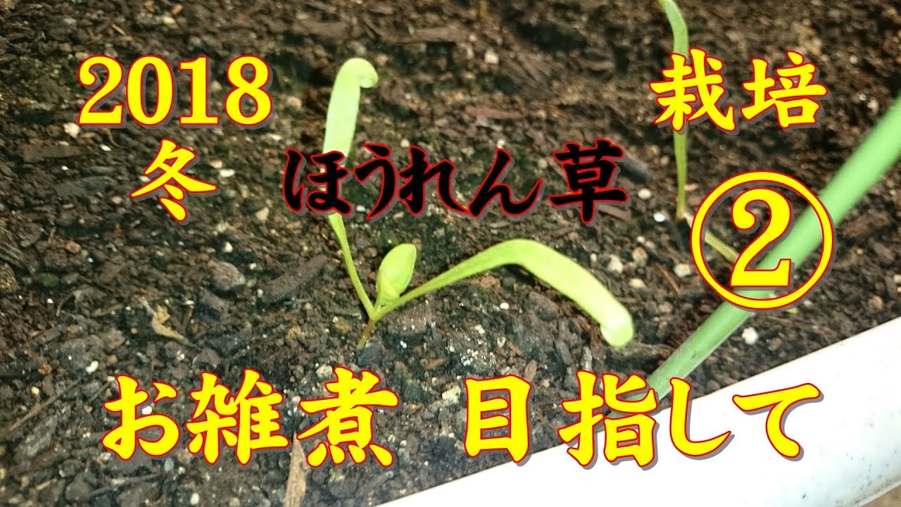 【家庭菜園】2018冬 ほうれん草栽培 2