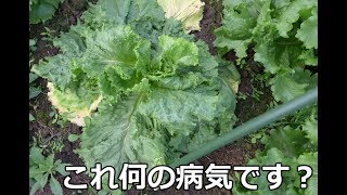 【家庭菜園】レタス病気