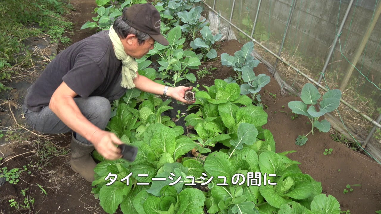 菜園だより181105蚕豆・早生玉葱植え付け