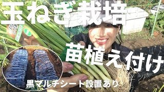 【家庭菜園】玉ねぎ栽培〜苗の植え付け編〜黒マルチシート設置あり♫