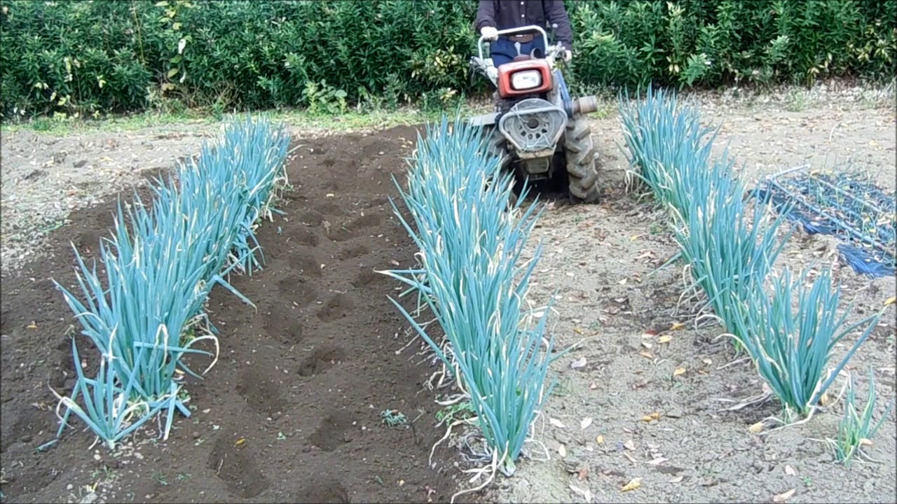 家庭菜園　分葱栽培　定植後の肥培管理