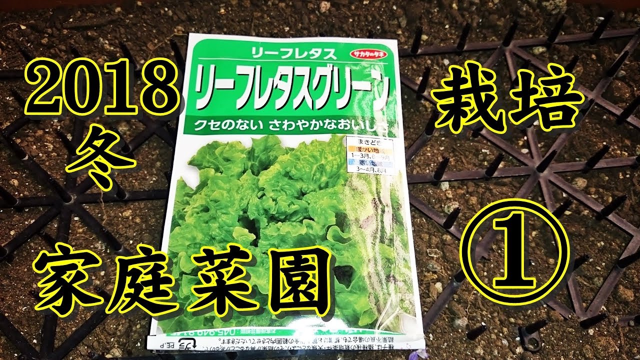 【家庭菜園】2018冬 リーフレタスクリーン栽培 1