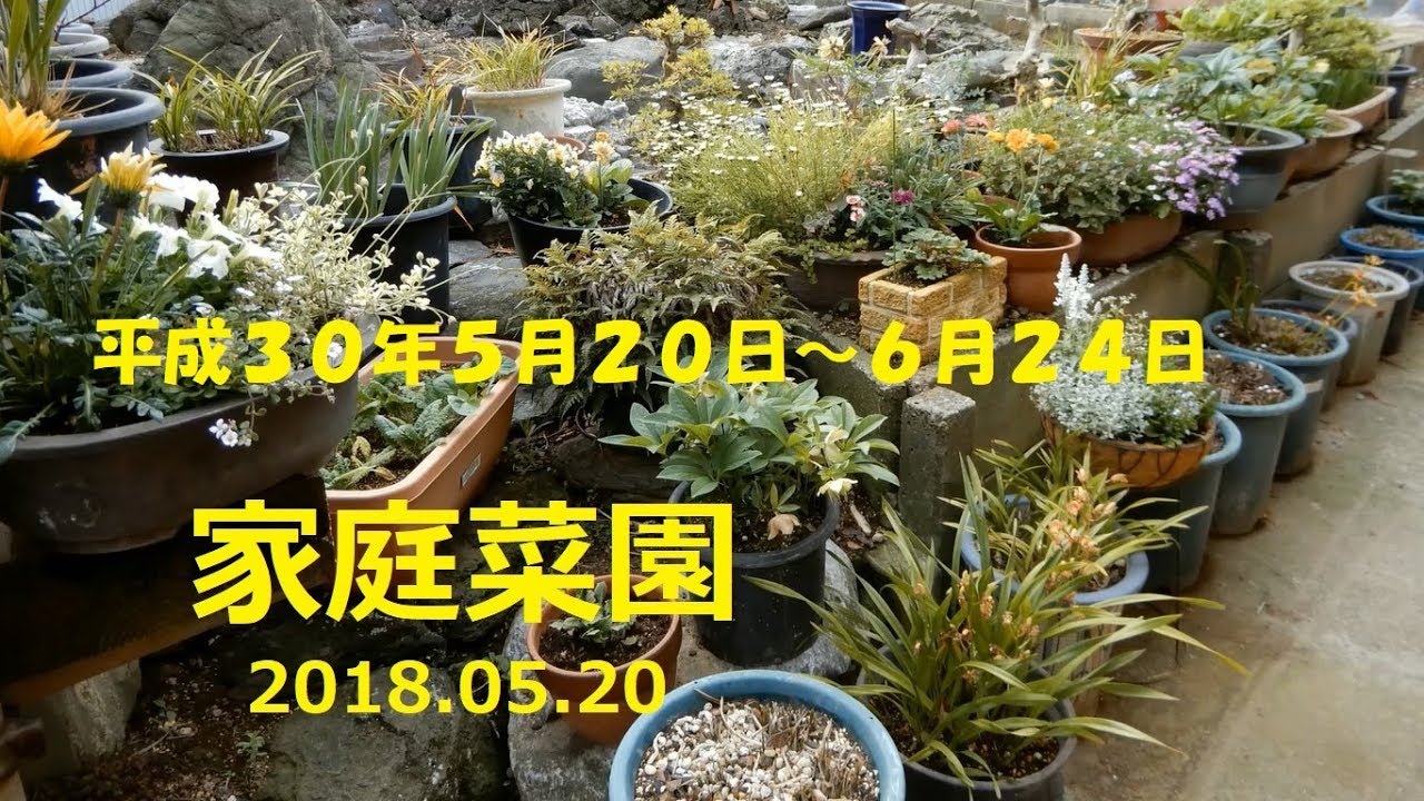 家庭菜園 「ロットの家庭菜園」20180520 0624