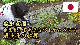 【家庭菜園】唐辛子を収穫するベトナム人ママVlog 【Vegetable Garden】 Vietnamese mama harvesting peppers